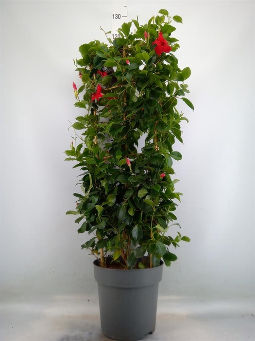 <h4>Mandevilla am. 'Sundav Red'</h4>