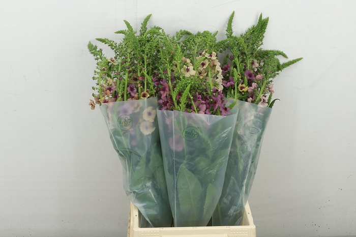 <h4>. Organic. Verbascum Bombycifer</h4>