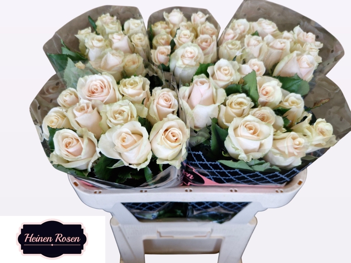 <h4>R GR TALEA+</h4>