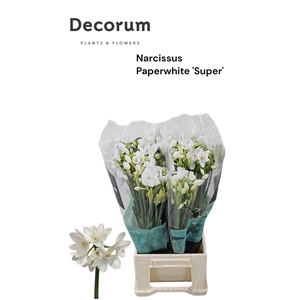 Narcissus Paperwhite SUPER