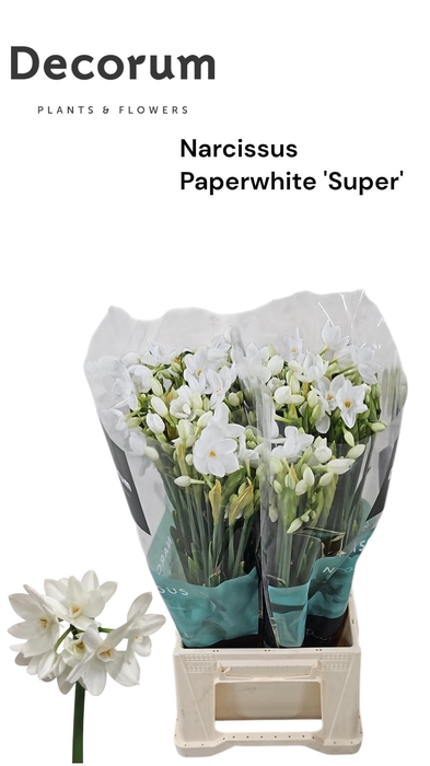 <h4>Narcissus Paperwhite Super M Box 100</h4>