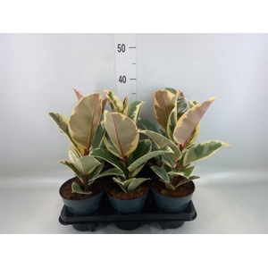 Ficus elastica 'Tineke'