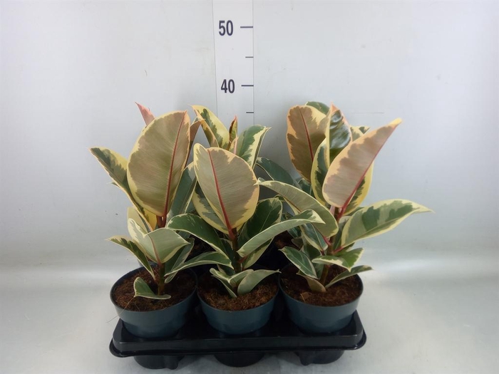 <h4>Ficus elastica 'Tineke'</h4>