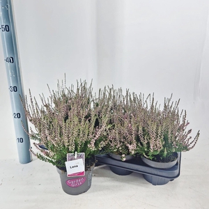 Calluna Garden Girls Lena