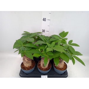 Pachira aquatica
