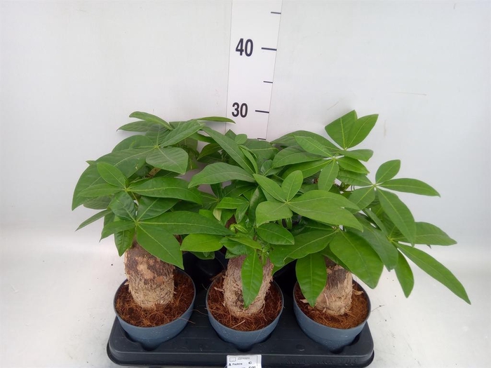 <h4>Pachira aquatica</h4>