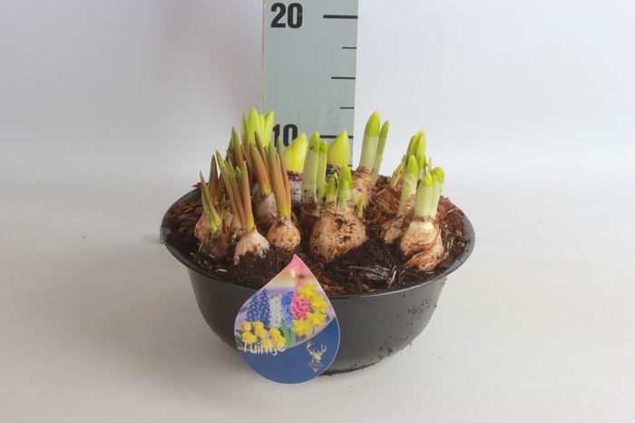 <h4>ARR BOL KNOLGEWAS</h4>