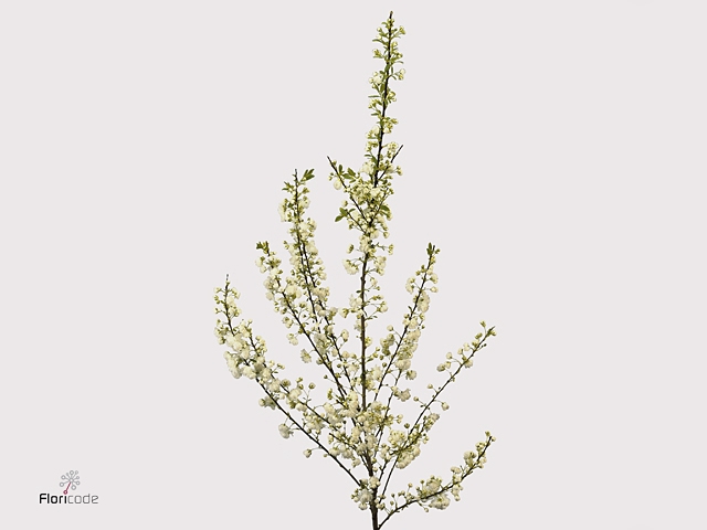 Prunus Gland Vertakt