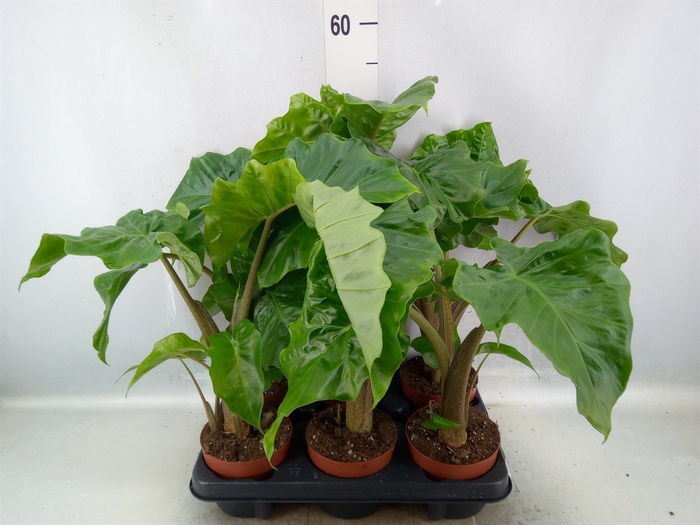 Alocasia   ...