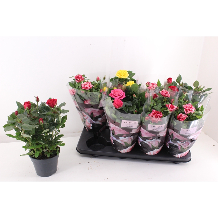 <h4>RO PATHIT GEM 4 SRT</h4>