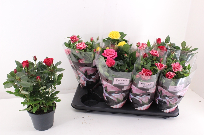 <h4>RO PATHIT GEM 4 SRT</h4>