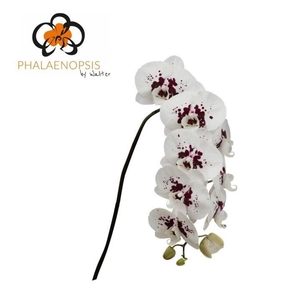 Phalaenopsis  'Wine Drops'
