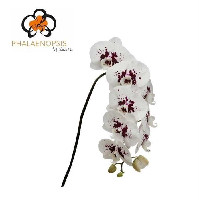 <h4>Phalaenopsis  'Wine Drops'</h4>