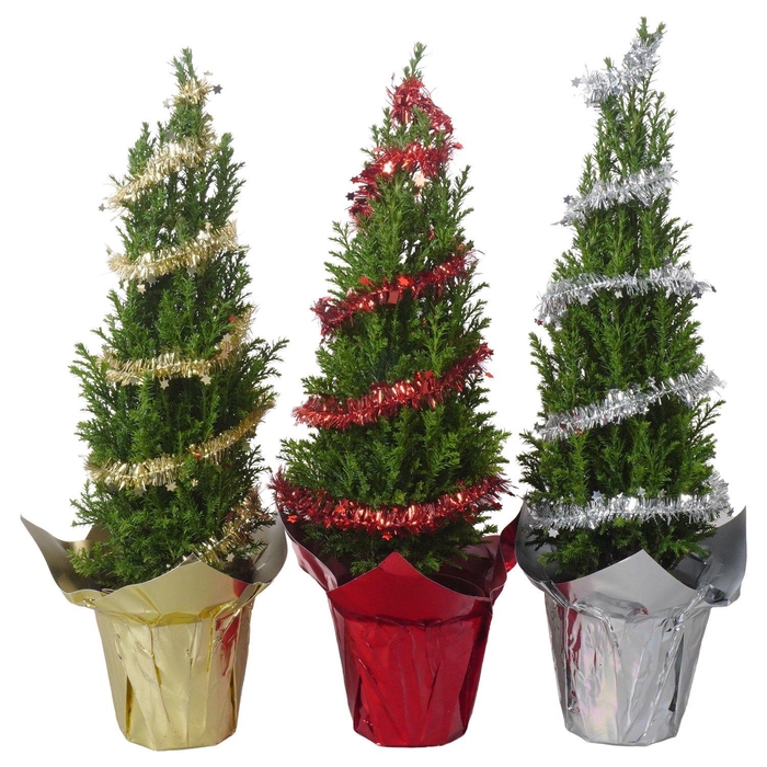 <h4>PTK25145 Ellwoodii in glimmende potcover mix met deco</h4>