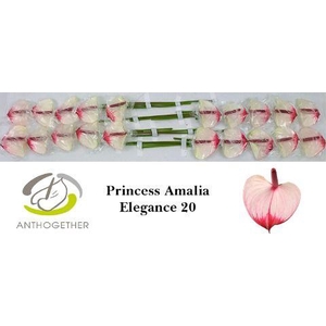 Anthurium Princess Amalia Elegance