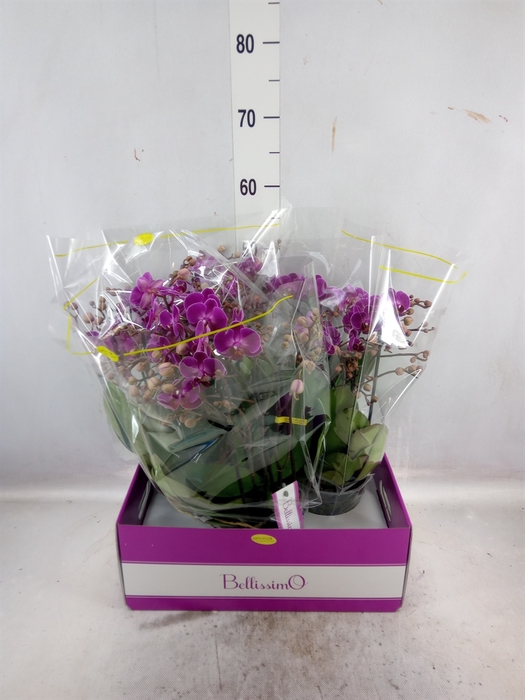 Phalaenopsis multi.   ...lilac
