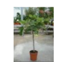 Ficus carica