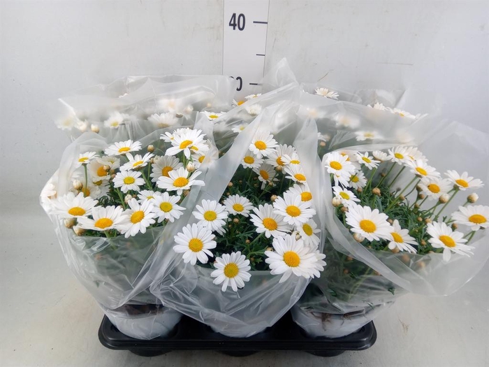 <h4>Argyranthemum   ...</h4>