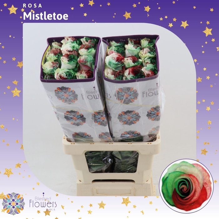 <h4>Rosa gr Colored Mistletoe</h4>