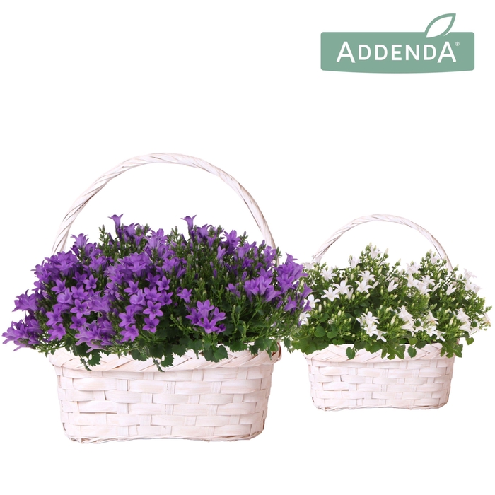 <h4>Campanula Addenda Ambella mix in Duomand twins</h4>