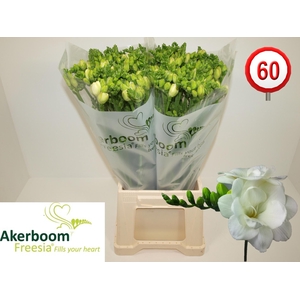 FR DU ROMANTIC WHITE