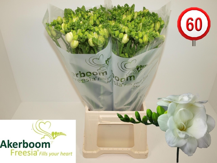 <h4>FR DU ROMANTIC WHITE</h4>