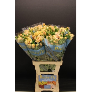 Ran Butterfly Hestia 70cm