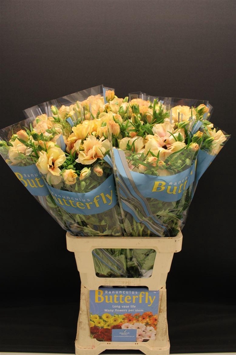 <h4>Ran Butterfly Hestia 70cm</h4>