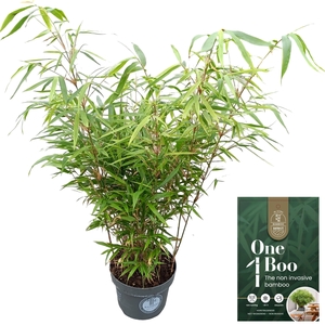 Fargesia robusta 'Formidable' C5