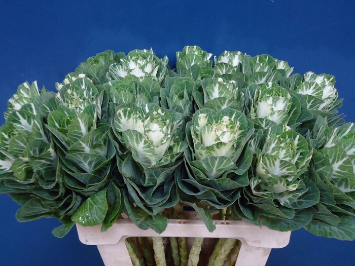 <h4>BRASS EMPIRE FEDORA</h4>