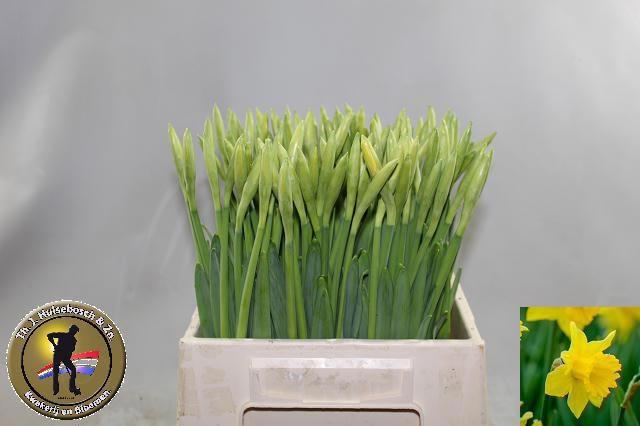 <h4>NARC T DUTCH MASTER</h4>