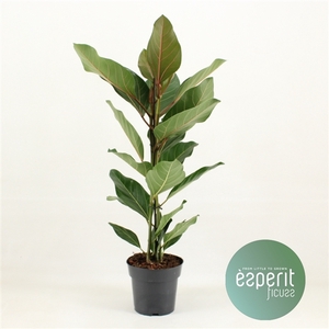 Ficus benghalensis Joy®