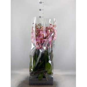 Phalaenopsis   ...