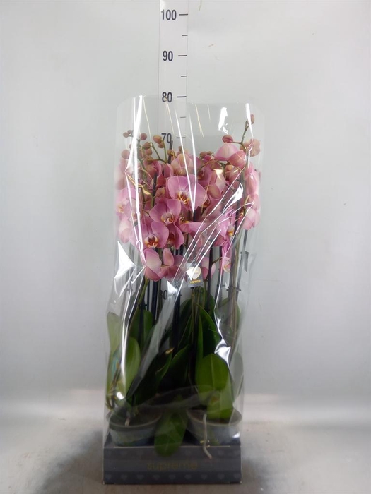<h4>Phalaenopsis   ...</h4>