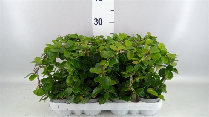 <h4>Hoya  'Mathilde'</h4>