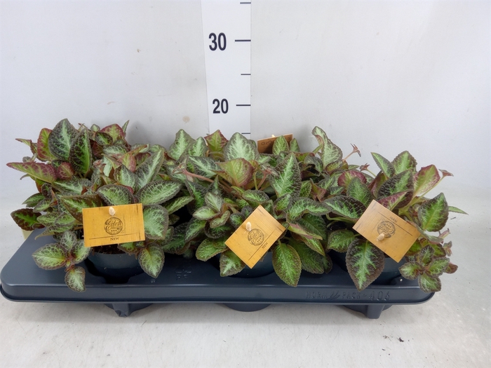 <h4>Episcia   ...</h4>