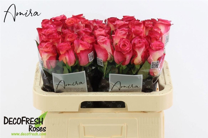 <h4>R Gr Lovely Olga</h4>