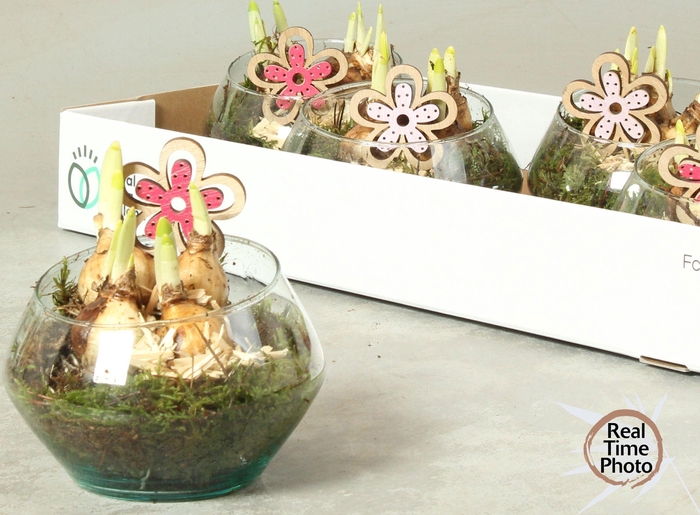 <h4>ARR NARCISSUS</h4>