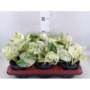 Epipremnum pinn. 'Happy Leaf'