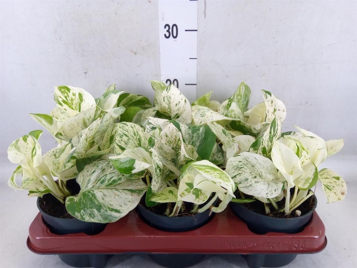 <h4>Epipremnum pinn. 'Happy Leaf'</h4>