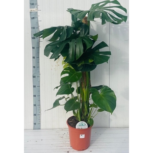 MONSTERA DELICIOSA