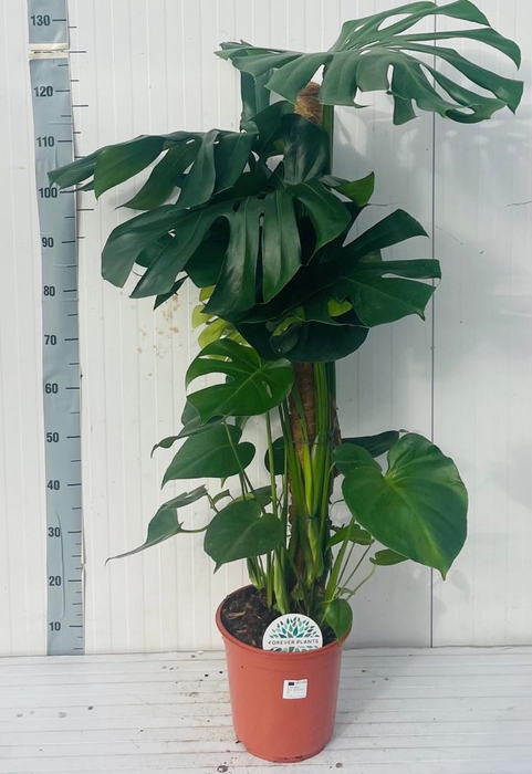 <h4>MONSTERA DELICIOSA</h4>