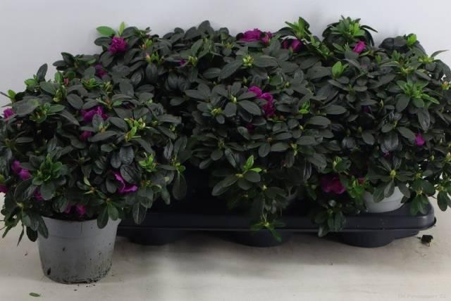 <h4>RHODO SI FLAMENCO</h4>