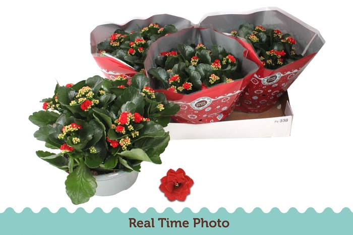 <h4>KAL GE DON JUSTINO</h4>