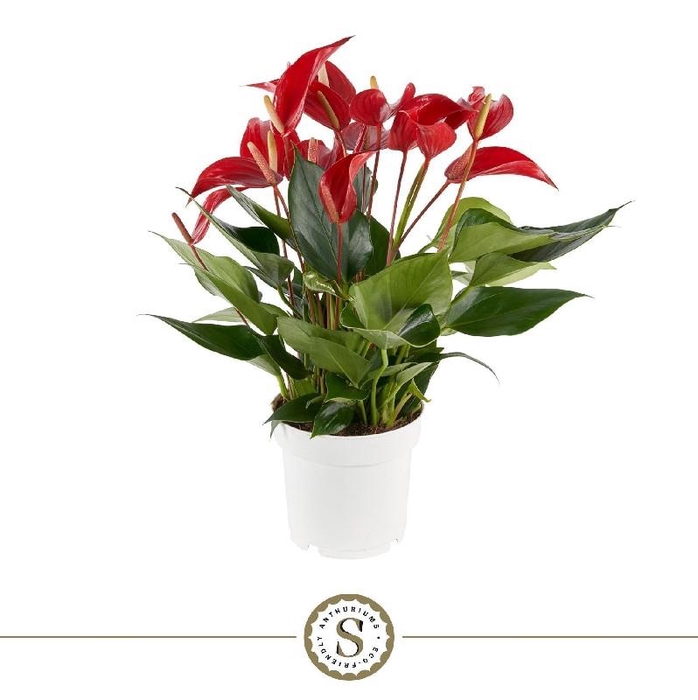 <h4>Anthurium Banderola Roja rood Million Flowers</h4>