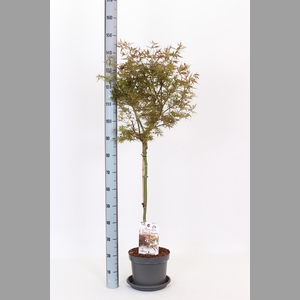 ACER PA JER SCHWARTZ