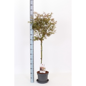 ACER PA JER SCHWARTZ