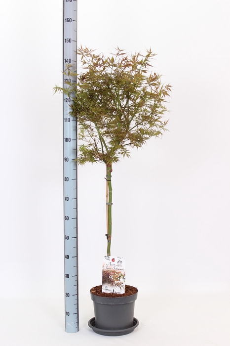 <h4>ACER PA JER SCHWARTZ</h4>