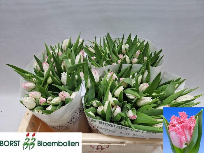 <h4>TU FR NEGLIGE</h4>