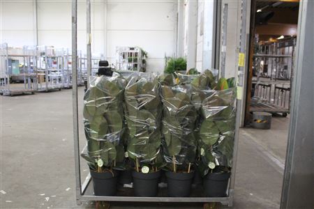 <h4>Fic El Robusta 3 Stek Toef 90cm</h4>